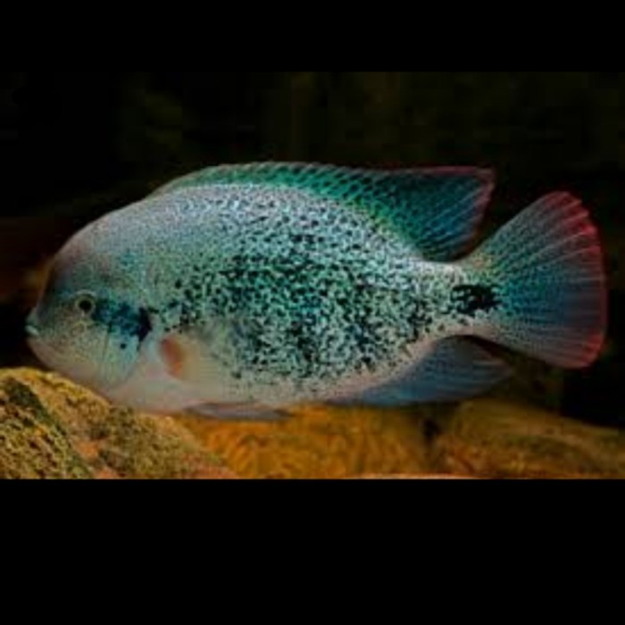 

Vieja Theraps Zonatus Paratheraps Zonatum Cichlasoma Mojarra Oaxaca