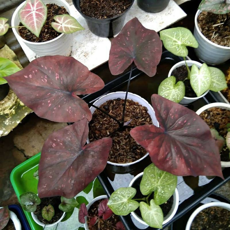bonggol caladium dealova