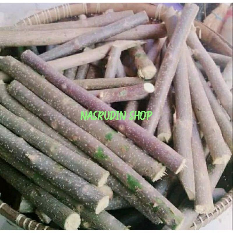 

[Fresh] BIBIT GAMAL CEBRENG SEBRENG CUTTING STEK MUDAH TUMBUH