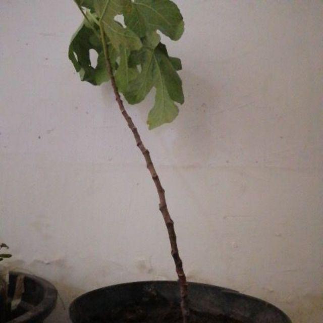 Bibit Tin Green Yordan Mumer