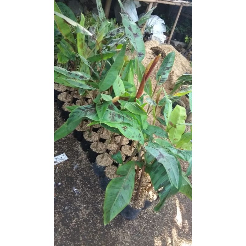 PISANG VARIGATA MERAH RED BLOOD BANANA KECIL