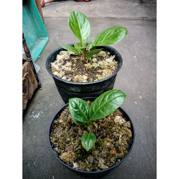 Jemani Alcapone paket hemat harga PPKM