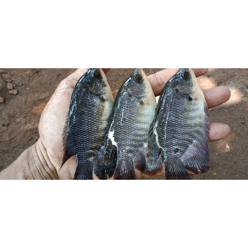 ikan Gurame size(3jari)Bibit/Benih Berkualitas