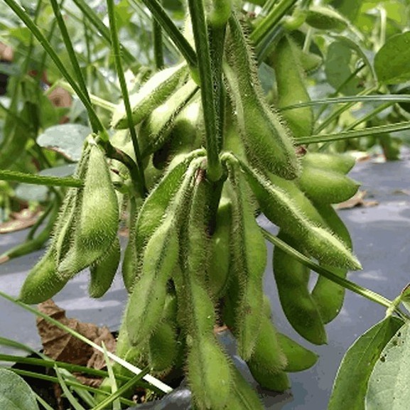 5 Bibit Kedelai Edamame Super Benih Sayuran Super Ryoko 75 Kacang Jepang Unggul Tanaman Sayur