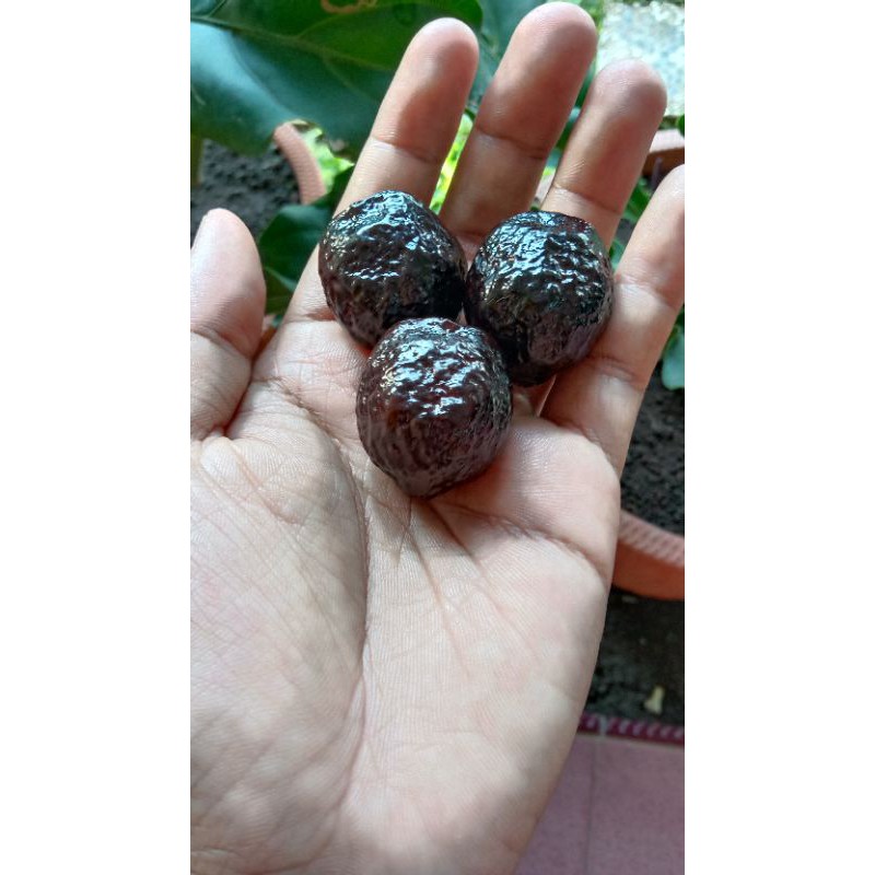 Muncang adu jenis manohara