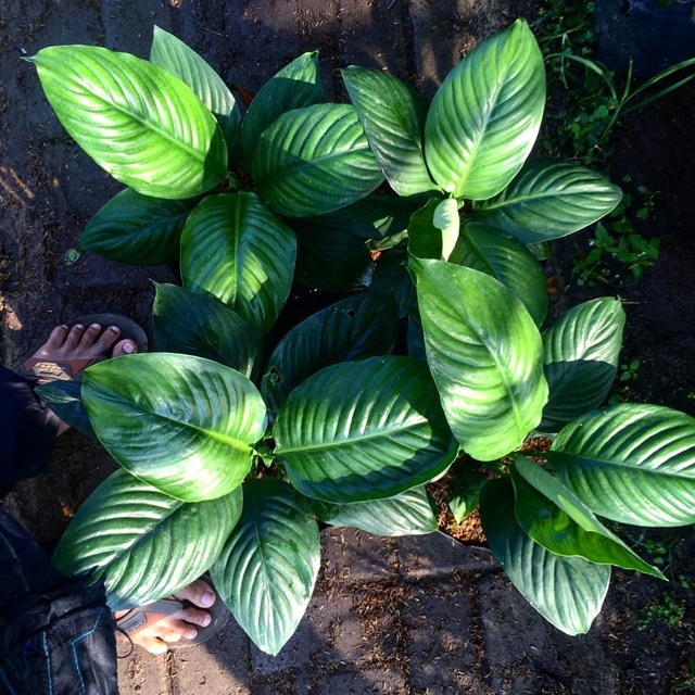 Spatupilum bangkok / manaloa