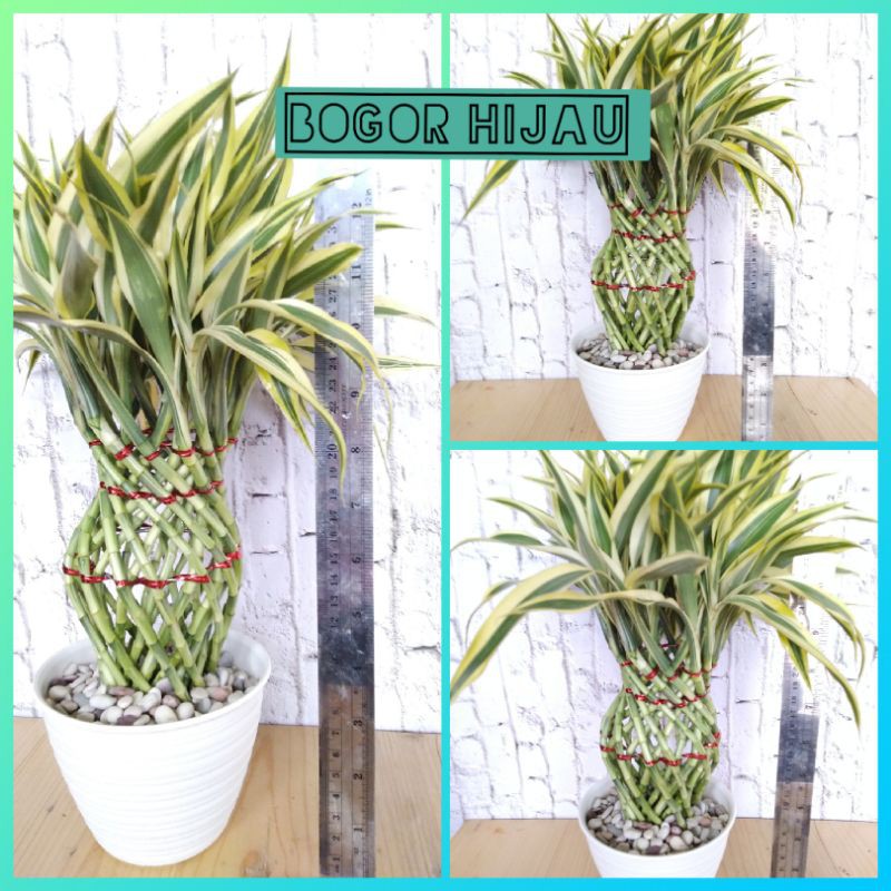 Bambu hoki guci mini varigata/Dekorasi rumah/pajangan meja/dekorasi kantor/Imlek dekorasi