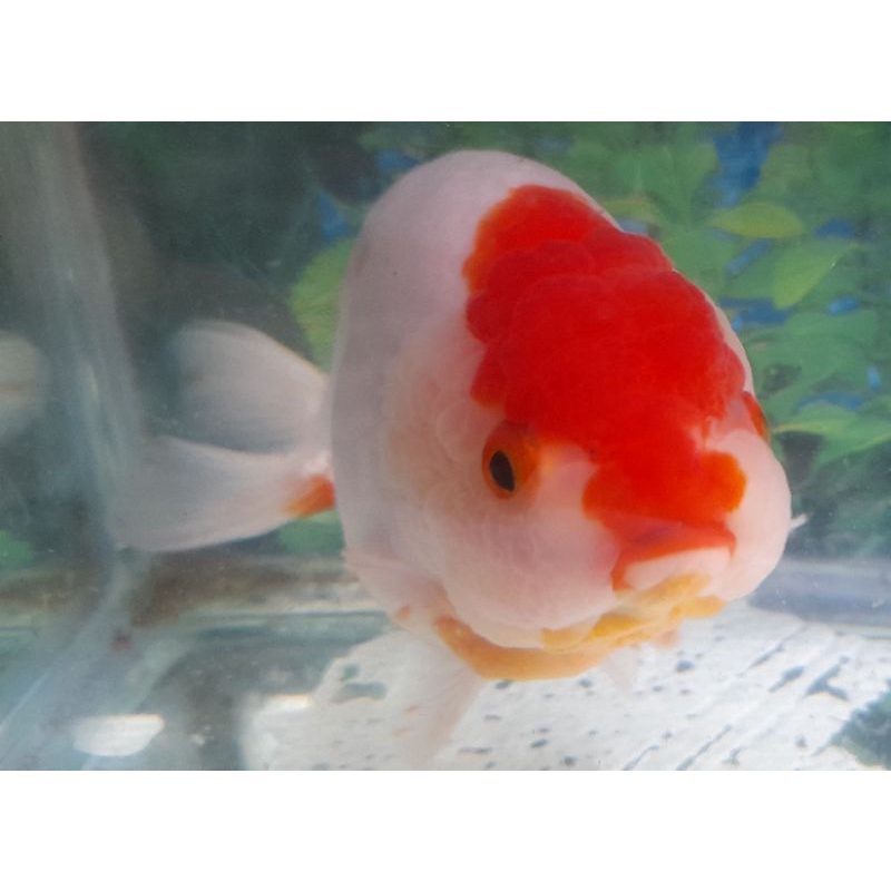 ikan lionchu motiv redcap