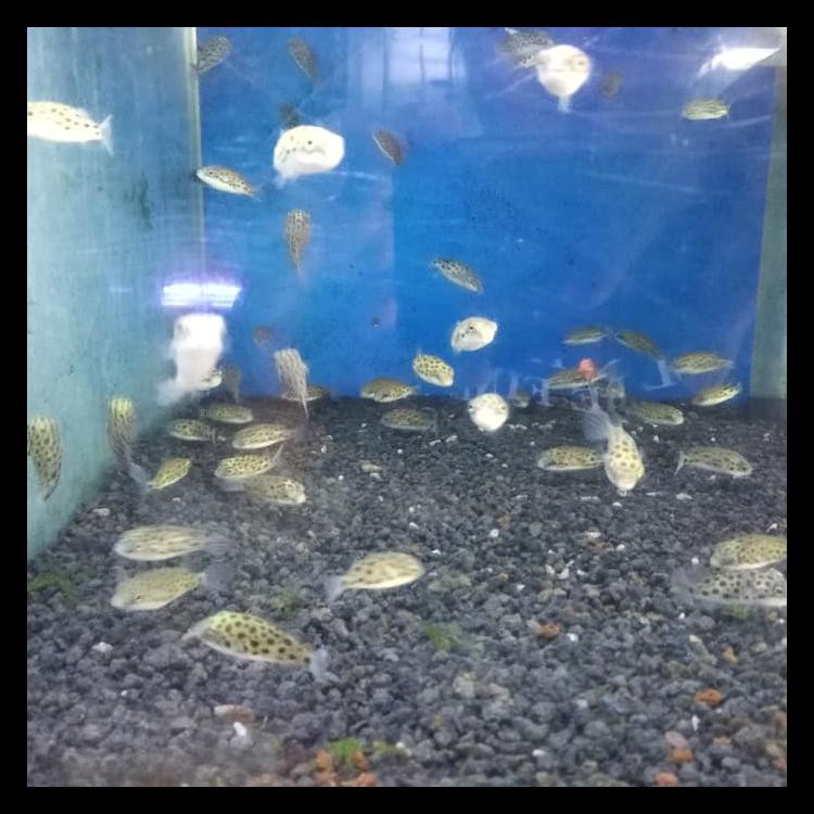 PRODUK BAIK PUFFER FISH / IKAN BUNTAL AIR TAWAR BIG SALE