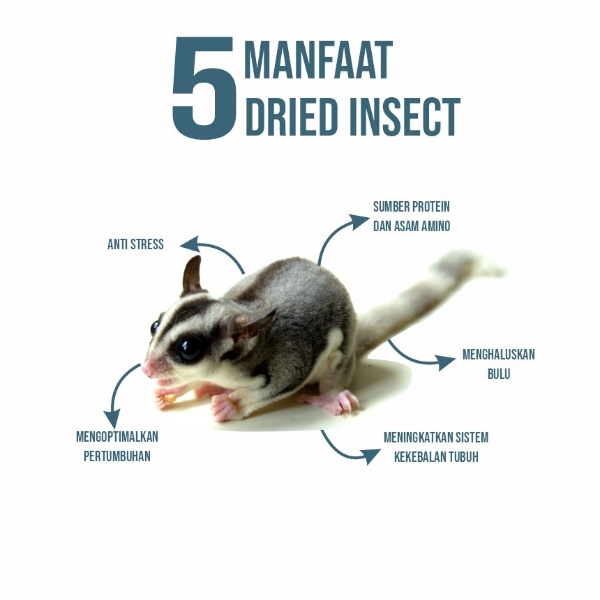 Ulat Hongkong Kering Dry Mealworm Makanan Pakan Hewan Burung Hamster
