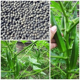 Benih Tanaman Okra Hijau Isi 10 Gram -+ 230 Butir | Shopee Indonesia