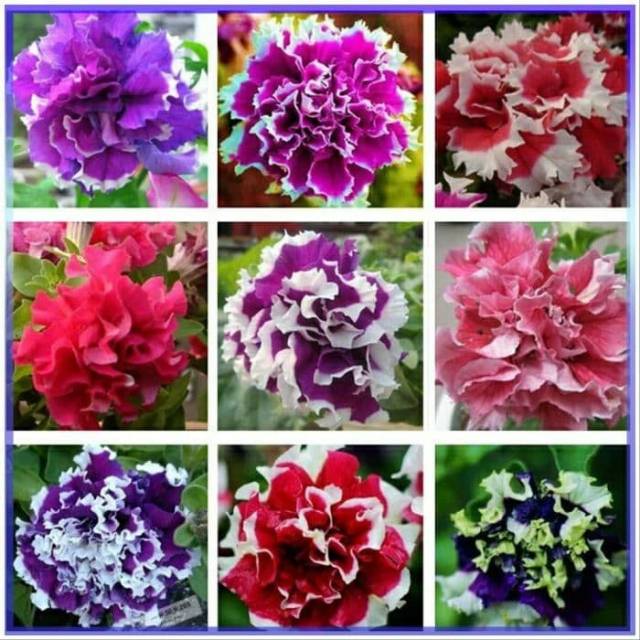Biji Bunga Petunia Double Petak Mix (Isi 10 biji)