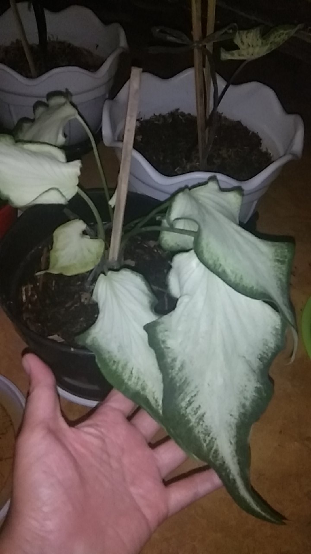 Keladi White Raffles Caladium White Knight
