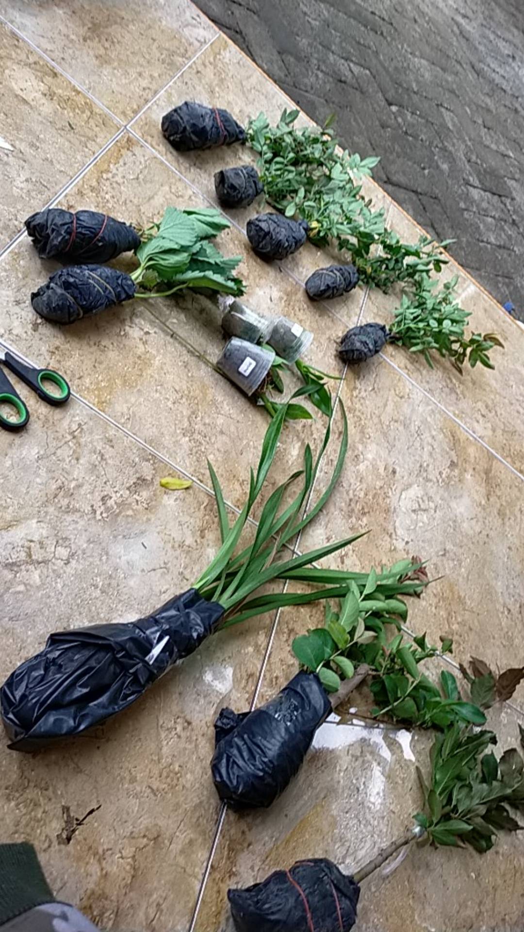 Anggrek Dendrobium Seedling Hybrid Thailand