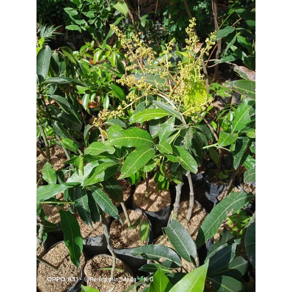 bibit mangga Irwin/kiojay berbunga atau berbuah