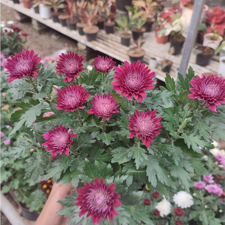Bunga Krisan Aster Warna Cantik Sudah Berbunga Murah