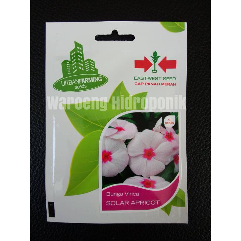 BIBIT / BENIH BUNGA VINCA SOLAR APRICOT CAP PANAH MERAH