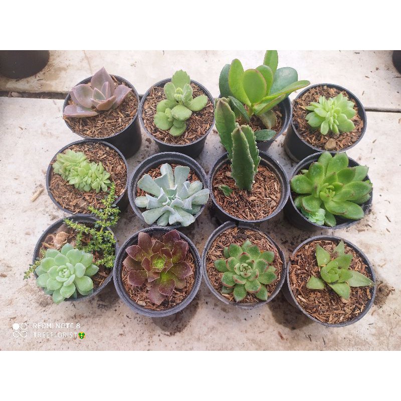 

paketan SUKULEN mini isi 12pcs
