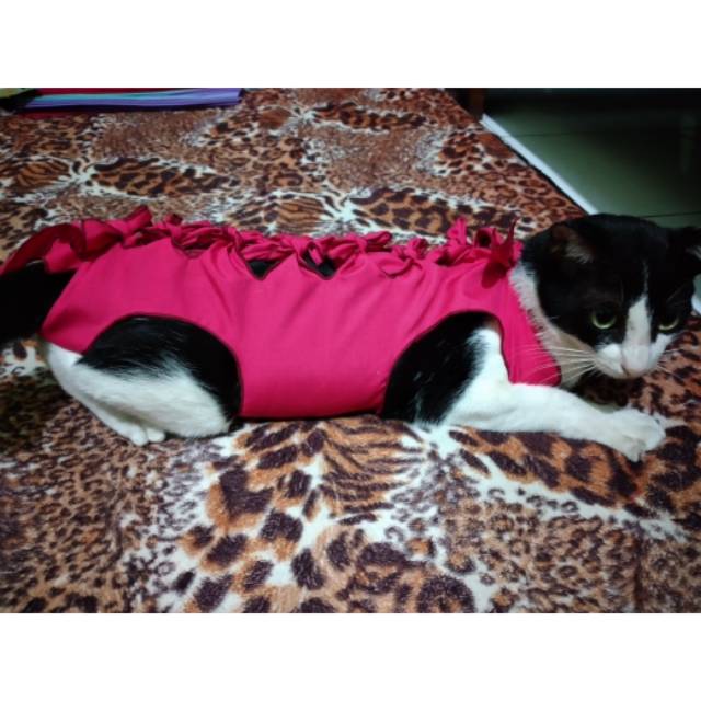 Gurita kucing pasca operasi