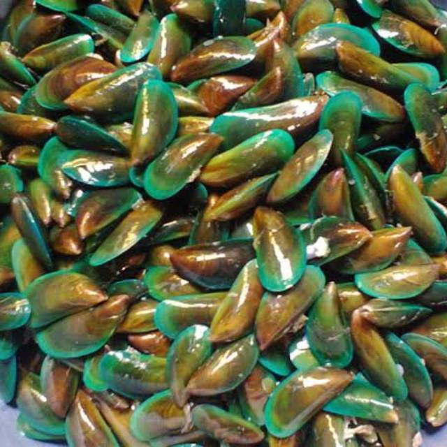 

Kerang hijau