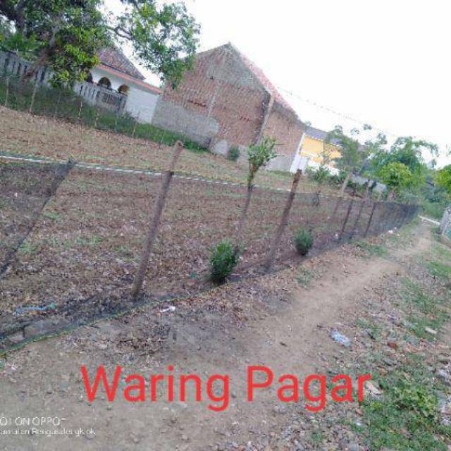 Waring Ikan waring pagar