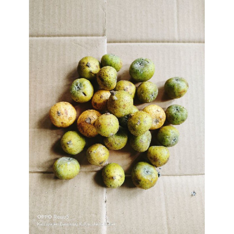 

buah Awar Awar segar 1kg