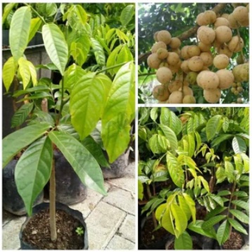 Bibit duku palembang