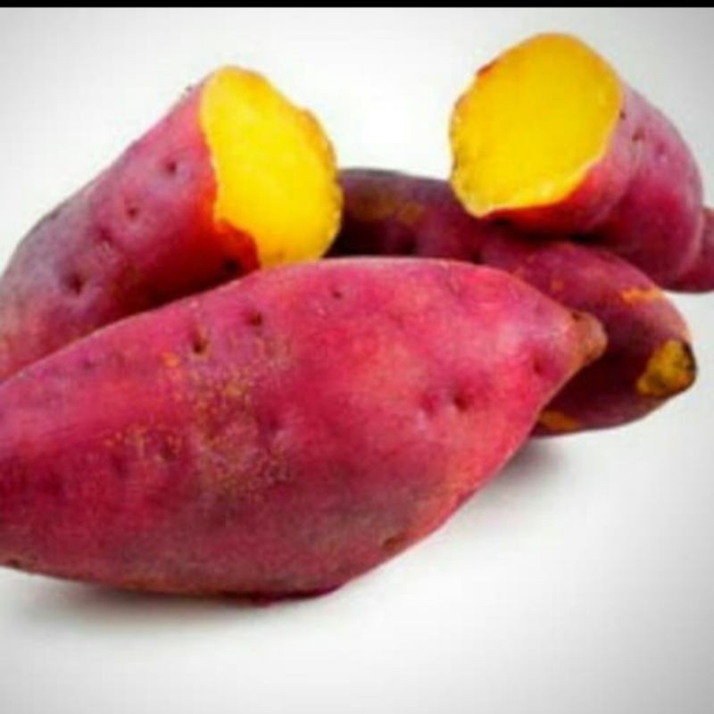 

20 bibit stek ubi Jepang satsuma imo