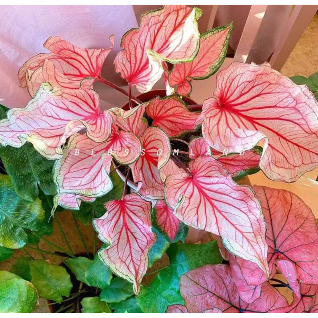 Umbi Caladium pink rose - keladi hias hybrid import Riny Importir Tanaman