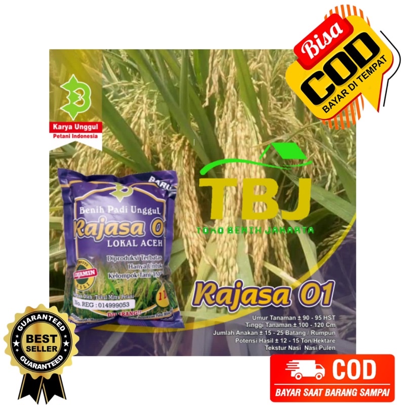 Padi Rajasa Lokal Aceh Unggul