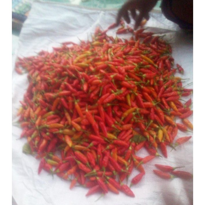 

Cabe rawit / cabe kecil / cabai pedas / cabai panen sendiri / cabe sambel / cabe pedas / Lombok kecil
