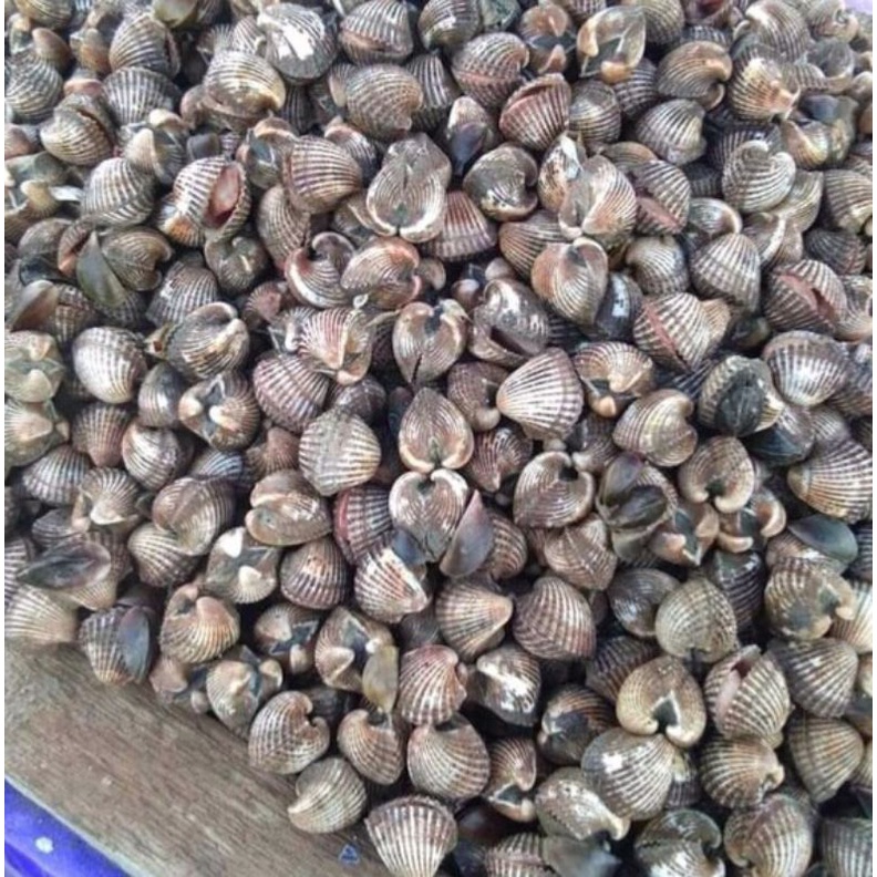 

Kerang Dara 1 kg