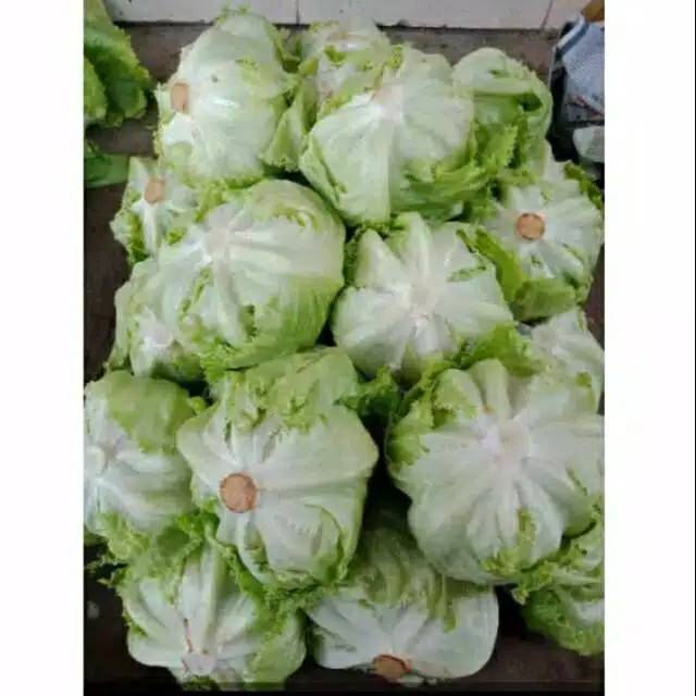 

Letuce sayur - 1 pcs