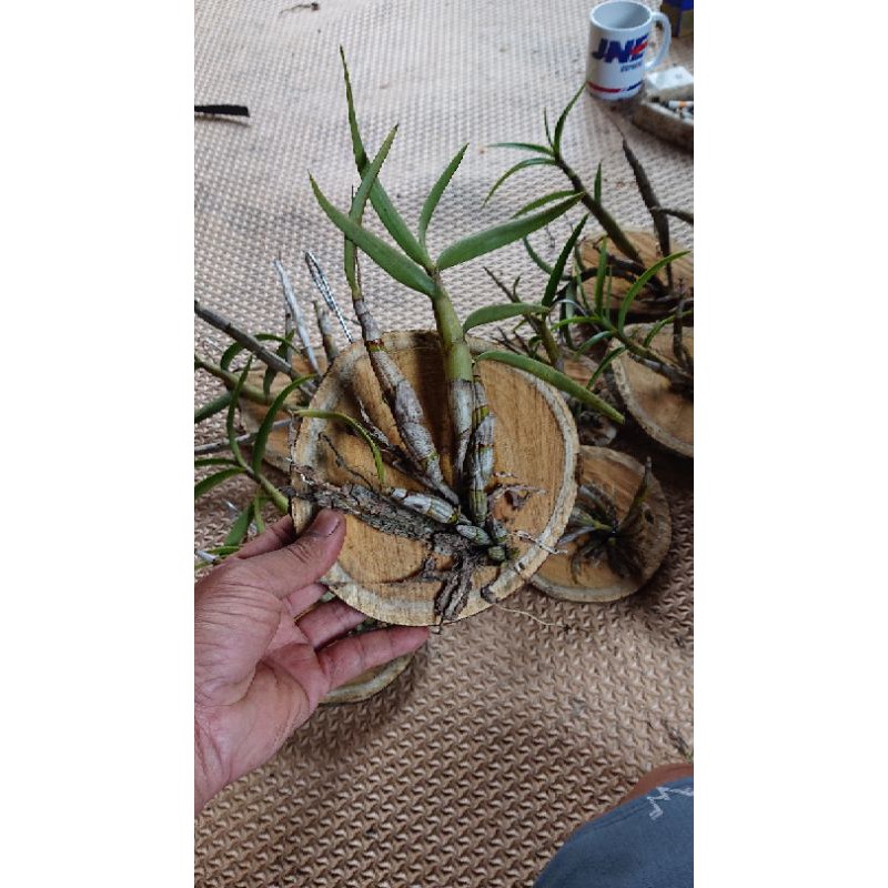 Dendrobium Capra (larat hijau) species