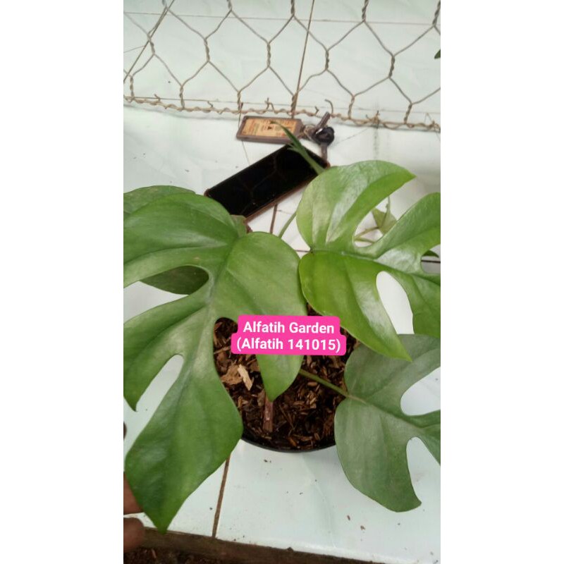 tanaman hias monstera deliciosa-Monstera Deliciosa-Deliciosa Tanaman Monstera Deliciosa-DELICIOSA