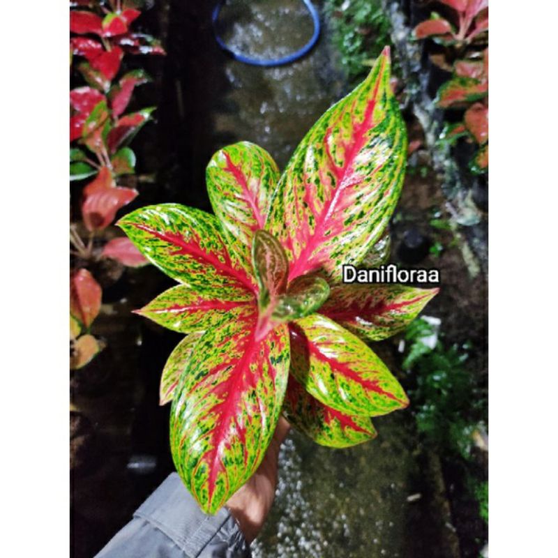 Aglonema Anakan Hot Flaming Lady