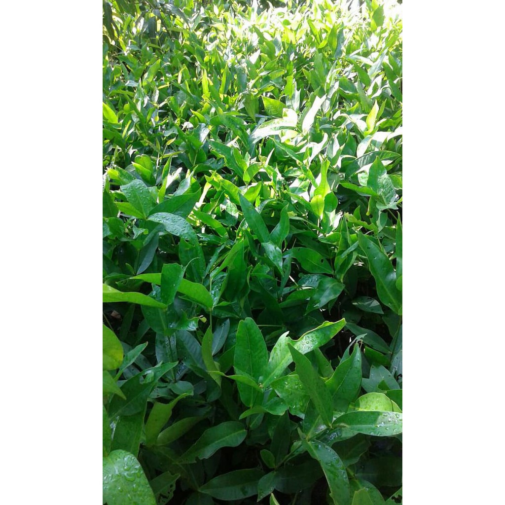 SLL BIBIT JAMBU AIR SUPER GREEN|BIBIT JAMBU AIR TAIWAN SUPER GREEN MURAH CLIR