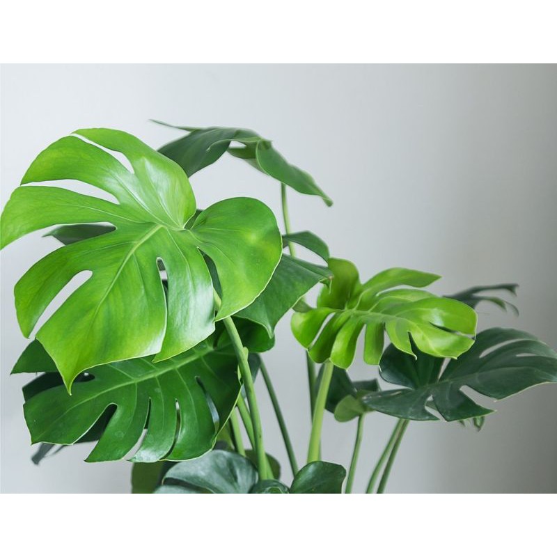 Tanaman hias philodendron monstera deliciosa - monstera - Philo - deliciosa