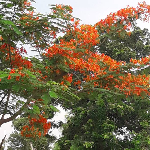 Bibit pohon flamboyan