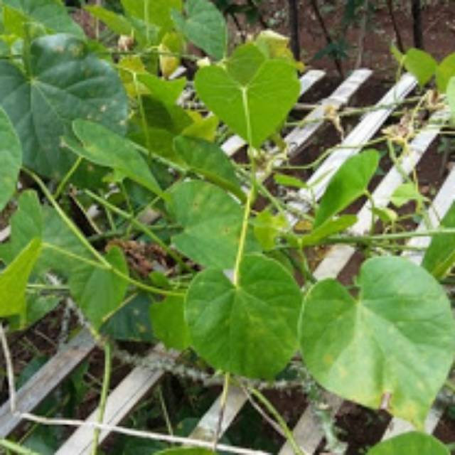 

Brotowali / bratawali segar 300gr. bisa untuk ditanam lagi