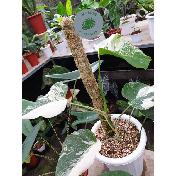 Monstera varigata marble