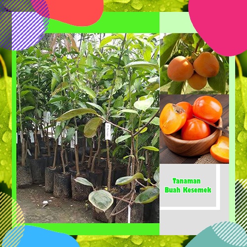 TKM - 5 Bibit Tanaman Buah Kesemek jumbo