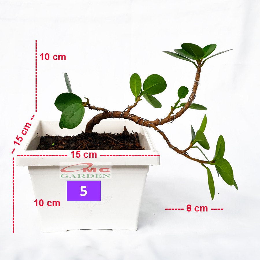 Tanaman Hias Pohon Bonsai Mame Beringin Korea Mini Dolar B-BK-010