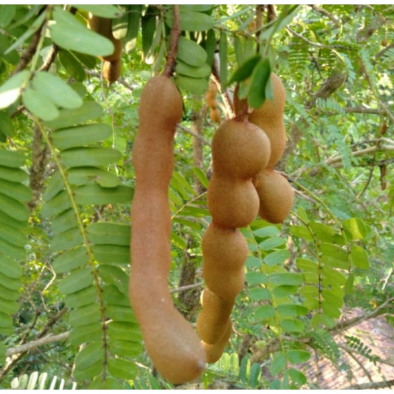 

asam jawa muda 1kg