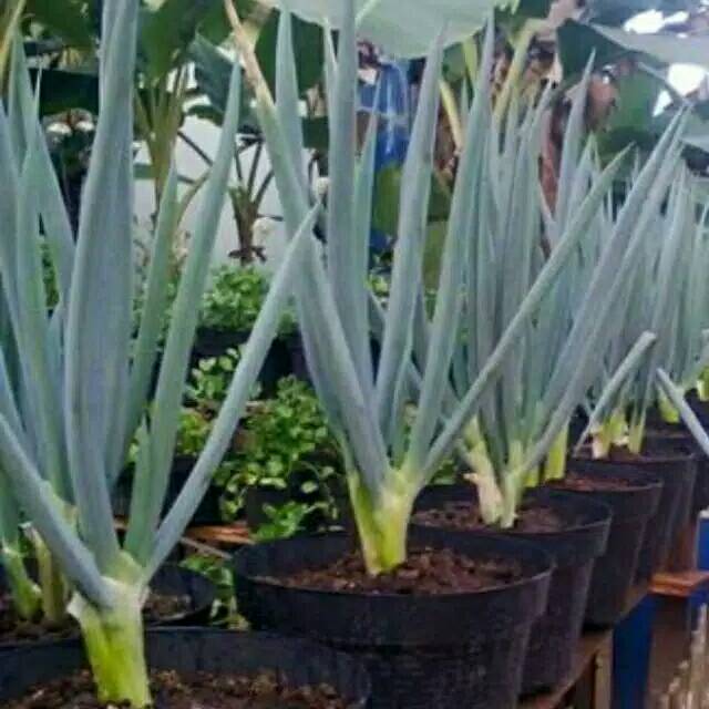 

Biji Seed Daun Bawang