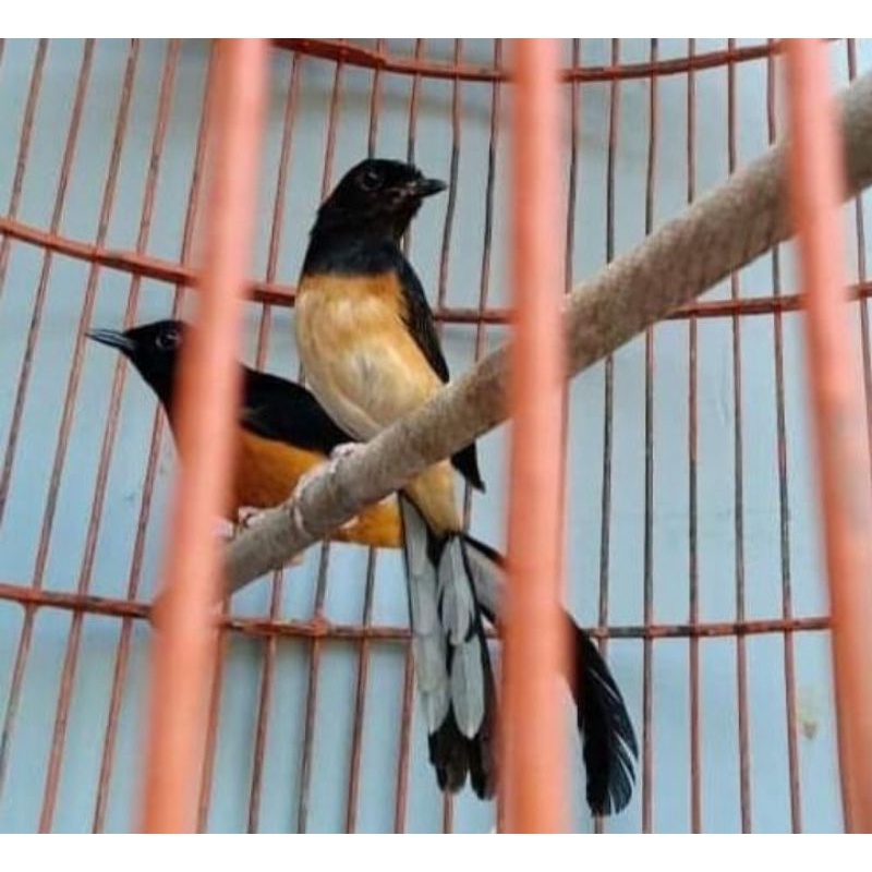 Murai batu medan sepasang udah produksi