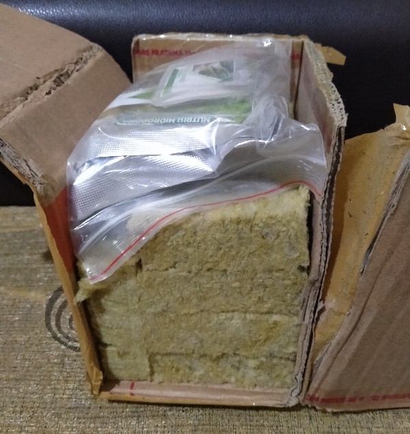 Bibit Seledri Benih Sayuran Unggul Benih Repack  Benih Seledri Amigo