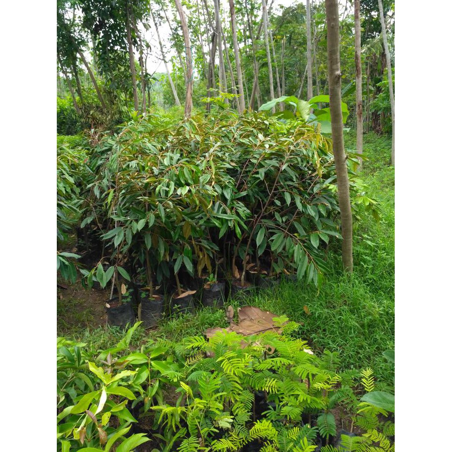 Produc Bibit Buah Durian Montong