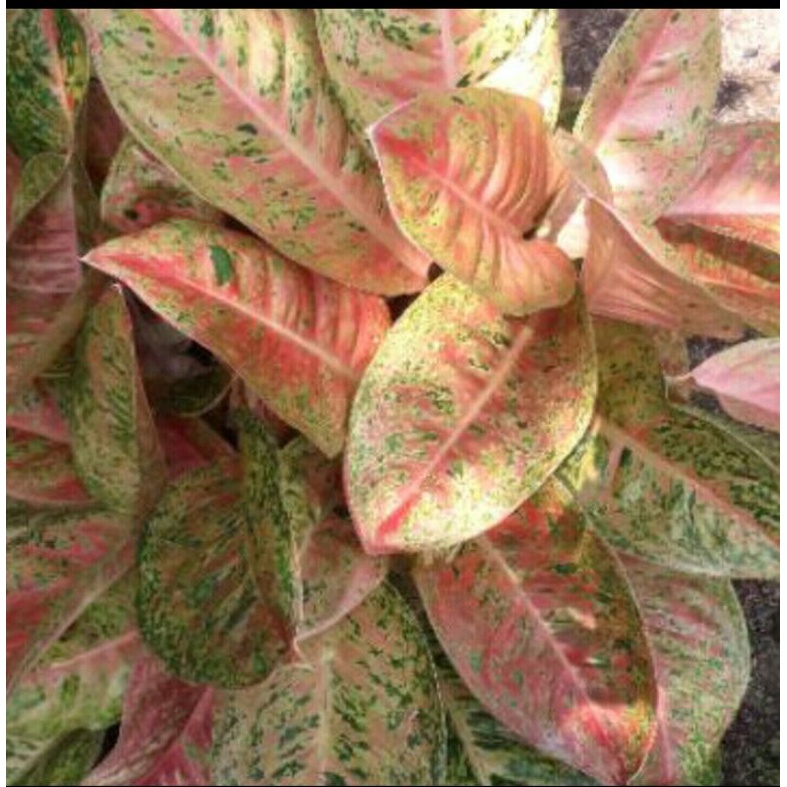 Aglonema Lulaiwan / BIG ROY TERMURAH/Aglonema Bigroy (DEWASA)