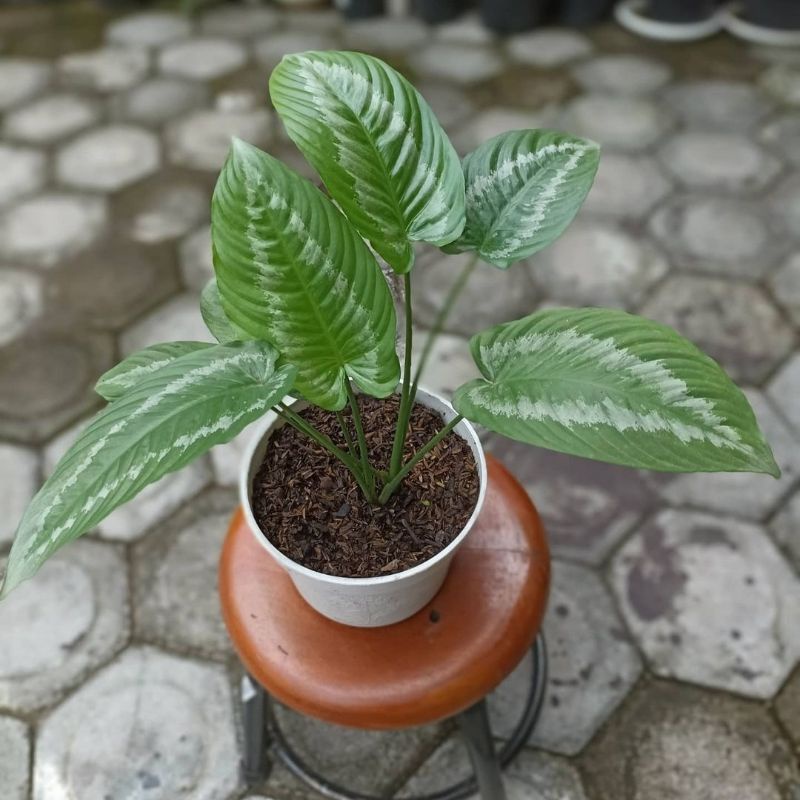 TANAMAN HIAS HOMALOMENA ANDROMEDA / BULU KERA